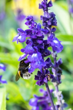 Yaz aylarında mavi bir salvia officinalis çiçek polen toplama bumblebee yakın çekim