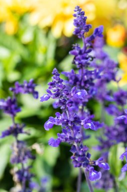 Yaz aylarında salvia officinalis güzel mavi çiçekler