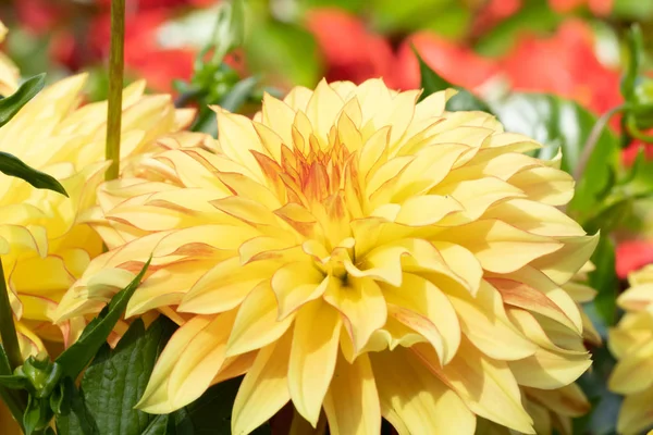 Hermosa flor de dalia amarilla Lago Ontario en el jardín de verano — Foto de Stock