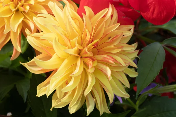 Schöne gelbe Dahlie See ontario Blume im Sommer Garten — Stockfoto