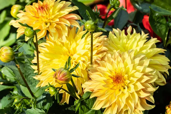 Vackra gula Dahlia Lake Ontario blommor i sommarträdgård — Stockfoto