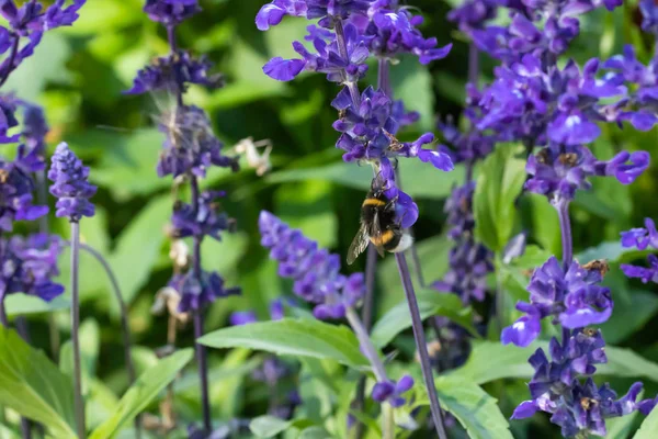 Крупный план шмеля, собирающего пыльцу с голубой сальвии лекарственного цветка летом — стоковое фото
