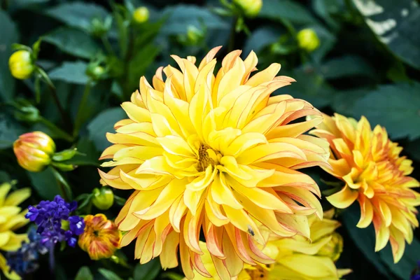 Schöne gelbe Dahlie See ontario Blume im Sommer Garten — Stockfoto