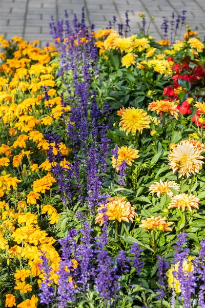 Colorful flowerbed with dahlia, salvia and marigold in the city park. Stock Picture