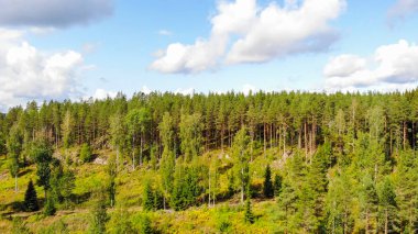 Finlandiya'da bir yaz güneşli bir günde orman havadan görünümü. Drone fotoğrafçılığı