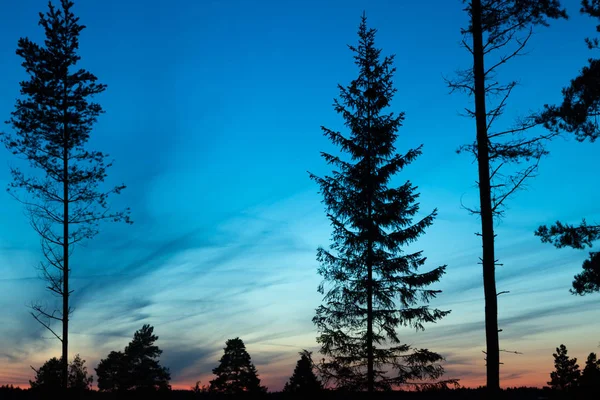 Puesta de sol en el bosque. Troncos de pino negro y abeto siluetas en brillante colorido fondo cielo dramático . — Foto de Stock