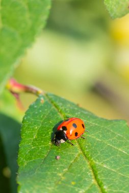 Bahçedeki yeşil yapraklı kırmızı uğur böceği.