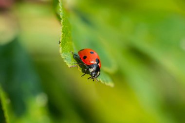 Bahçedeki yeşil yapraklı kırmızı uğur böceği.