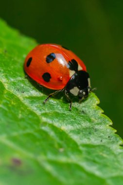 Red ladybug on a green leaf in the garden clipart