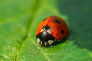 Bahçedeki yeşil yapraklı kırmızı uğur böceği.