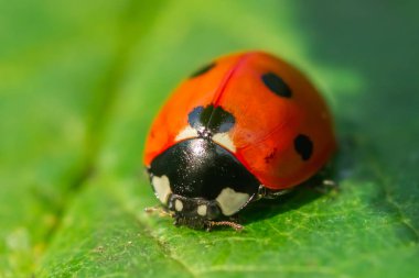 Bahçedeki yeşil yapraklı kırmızı uğur böceği.