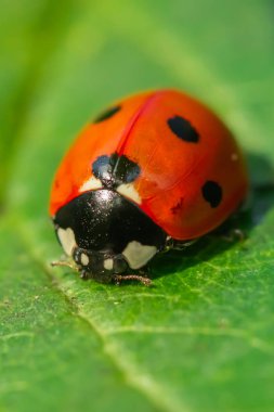 Bahçedeki yeşil yapraklı kırmızı uğur böceği.