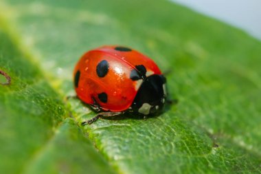 Bahçedeki yeşil yapraklı kırmızı uğur böceği.