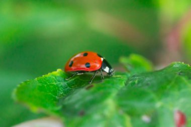 Bahçedeki yeşil yapraklı kırmızı uğur böceği.