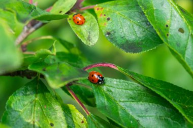 Bahçede yeşil bir yaprak üzerinde iki kırmızı uğur böceği