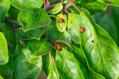 Bahçede yeşil yapraklar üzerinde kırmızı uğur böcekleri