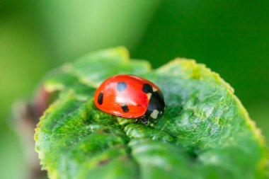 Bahçedeki yeşil yapraklı kırmızı uğur böceği.