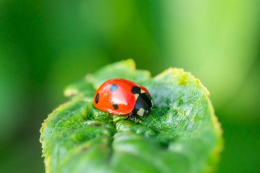 Bahçedeki yeşil yapraklı kırmızı uğur böceği.