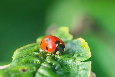Bahçedeki yeşil yapraklı kırmızı uğur böceği.
