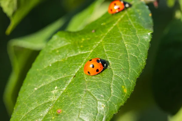 Dos mariquitas rojas sobre una hoja verde en el jardín — Foto de Stock