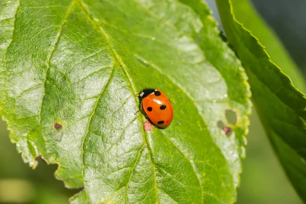 Bahçedeki yeşil yapraklı kırmızı uğur böceği.