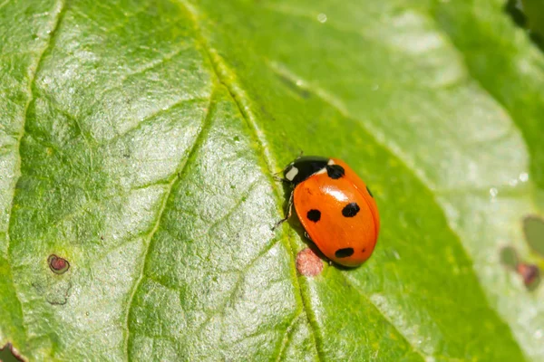 Red ladybug on a green leaf in the garden — Stock Photo, Image