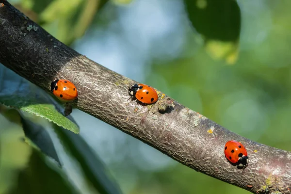 Bahçede bir ağaç dalı üzerinde üç kırmızı uğur böceği