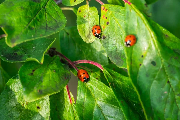 Bahçede yeşil yapraklar üzerinde kırmızı uğur böcekleri