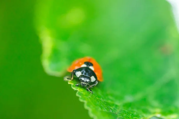 Red ladybug on a green leaf in the garden — Stock Photo, Image