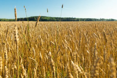 Güneşli sonbahar gününde çiftlikte buğday tarlası