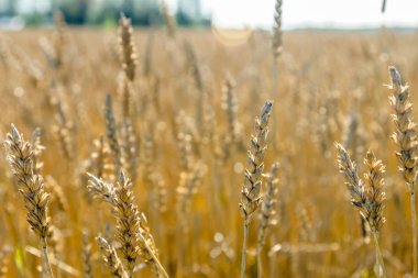 Güneşli sonbahar gününde çiftlikte buğday tarlası