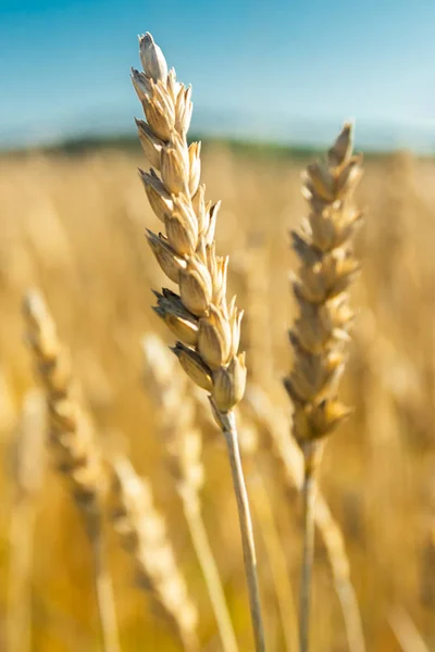 Wheat field on the farm at sunny autumn day — Stock Photo, Image