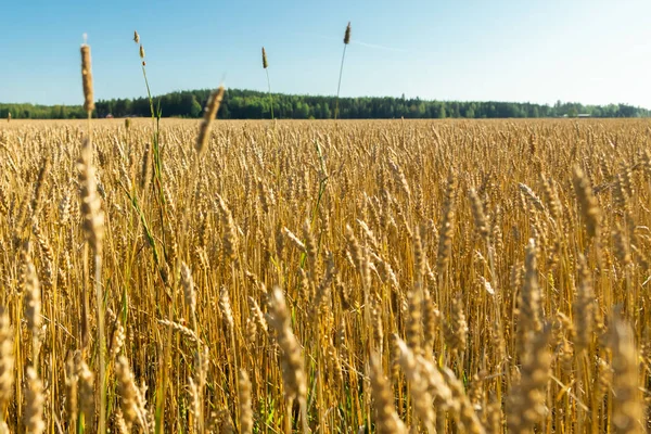 Wheat field on the farm at sunny autumn day — Stock Photo, Image