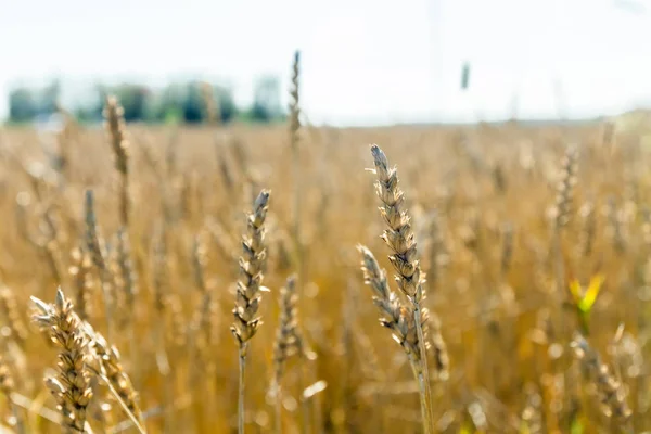 Wheat field on the farm at sunny autumn day — Stock Photo, Image