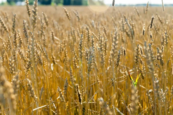 Wheat field on the farm at sunny autumn day — Stock Photo, Image