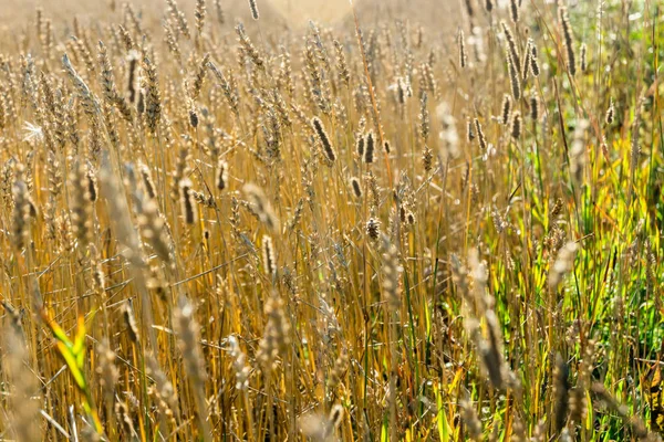 Wheat field on the farm at sunny autumn day — Stock Photo, Image