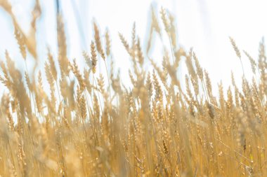 Güneşli sonbahar gününde çiftlikte buğday tarlası