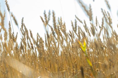 Güneşli sonbahar gününde çiftlikte buğday tarlası