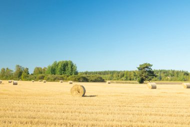 Çiftlikte bir tarlada saman balyaları Rulo.
