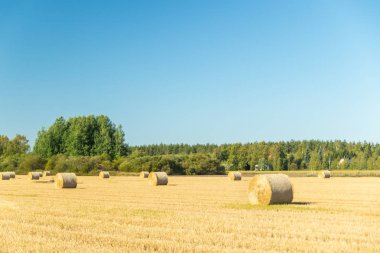 Çiftlikte bir tarlada saman balyaları Rulo.
