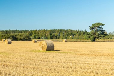 Çiftlikte bir tarlada saman balyaları Rulo.