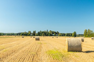 Çiftlikte bir tarlada saman balyaları Rulo.