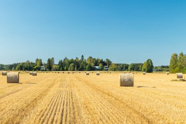 Çiftlikte bir tarlada saman balyaları Rulo.