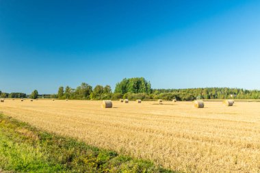 Çiftlikte bir tarlada saman balyaları Rulo.