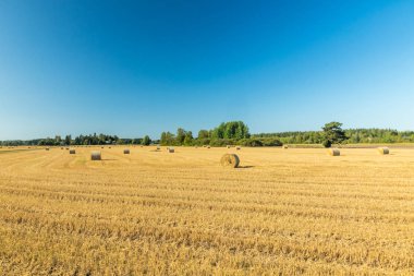 Çiftlikte bir tarlada saman balyaları Rulo.