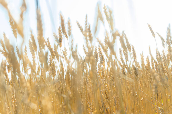 Пшеничное поле на ферме в солнечный осенний день
