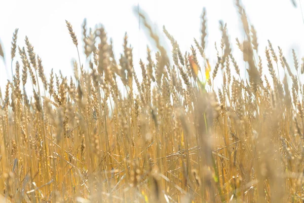 Güneşli sonbahar gününde çiftlikte buğday tarlası