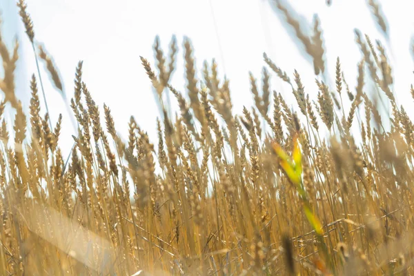 Güneşli sonbahar gününde çiftlikte buğday tarlası