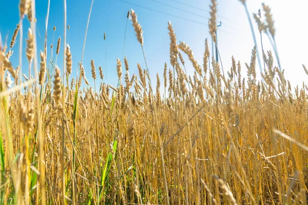 Wheat field on the farm at sunny autumn day — Stock Photo, Image