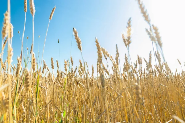 Wheat field on the farm at sunny autumn day — Stock Photo, Image